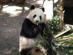 panda at San Diego Zoo