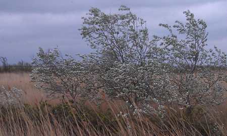 The Camargue fields