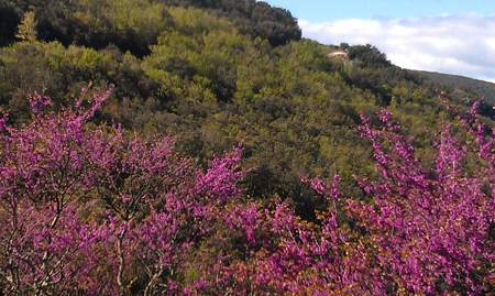 Ardeche river valley flowers