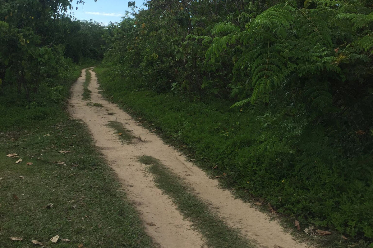 jungle highway