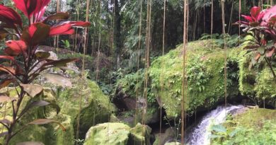 5 Things to do Around Ubud 5 Things to do Around Ubud