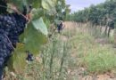 Stellenbosch Vineyard Tours Stellenbosch Vineyard Tours
