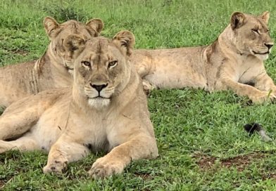 Safari Lodges in South Africa Safari Lodges in South Africa